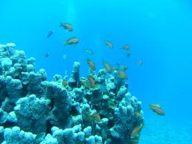 Egyptské Makadi Bay a podmořský svět