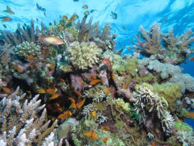 Podmořský svět u egyptského letoviska Marsa Alam