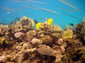 Egyptský Marsa Alam a podmořský svět