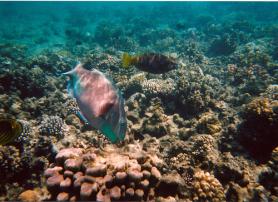 Hurghada - podmořský život