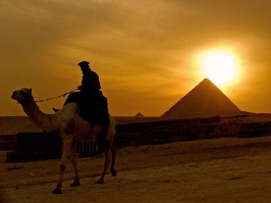 Velbloud u pyramidy