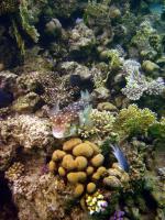 Egyptský Marsa Alam s podmořským světem