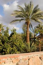 Egypt - část zeleně oázy Feiran
