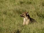 Egyptská příroda s hyenou