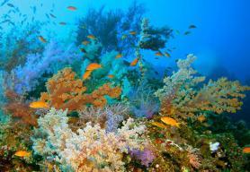 Národní park Ras Mohammed - skalní útes Shark Reef