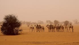Velbloudi v poušti - Súdán