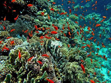 Rudé moře - korály a ryby
