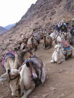 Odpočívající velbloudi na Sinaji